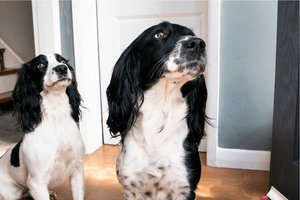 Nia and Ava, the PCR Plumbers Ltd Barketing team